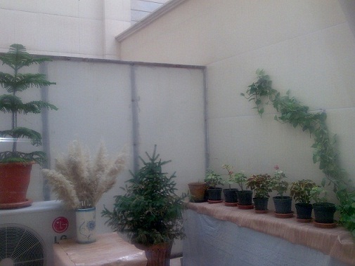 تصویر پرسش و پاسخ گیاه